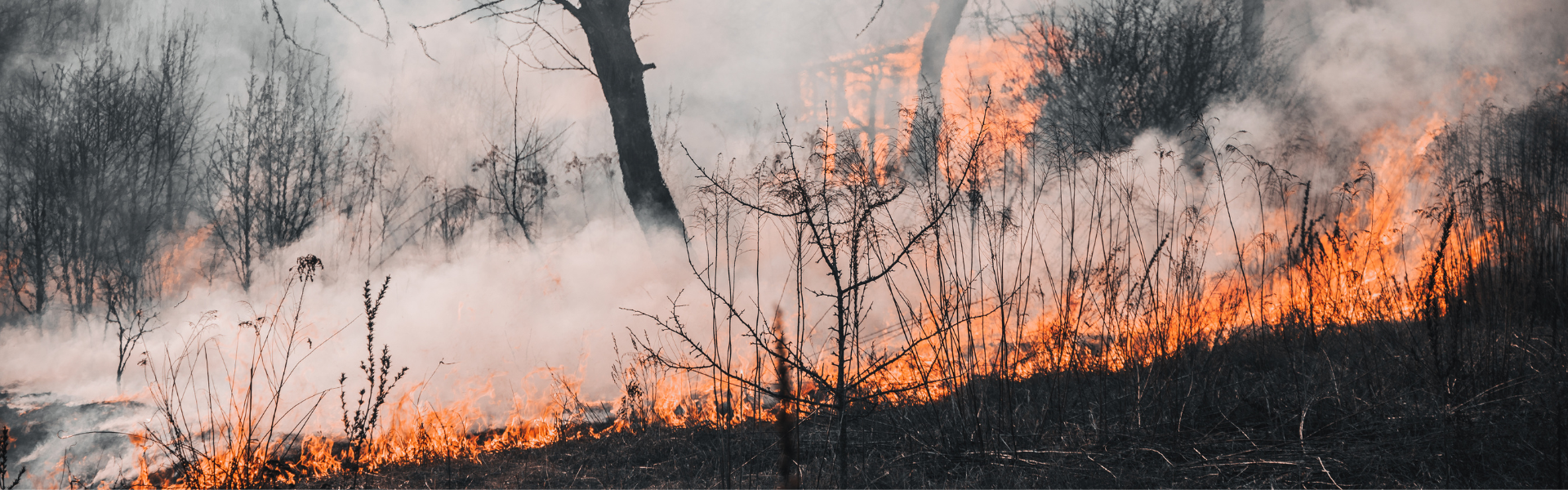 forest fire