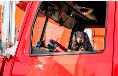 Learn how truck drivers traveling with pets can prepare for emergency vet care on the road, including clinic options, pet records, medication refills, and emergency contacts.