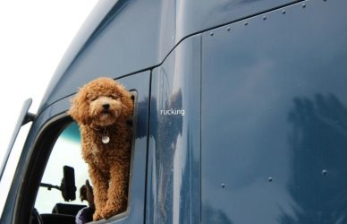 Compare national trucking carriers with pet and passenger programs and learn what drivers should verify before bringing a rider or pet on the road.