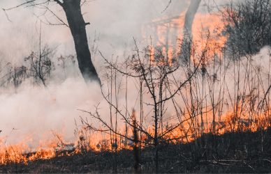 forest fire