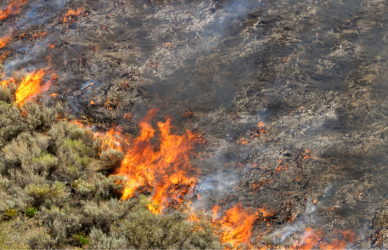 fire on ground